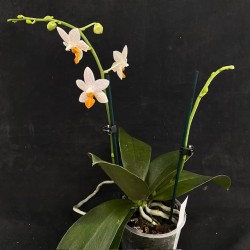 Phalaenopsis Mini Mark Phalaenopsis Mini Mark