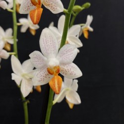 Phalaenopsis Mini Mark