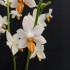 Phalaenopsis Mini Mark