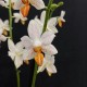 Phalaenopsis Mini Mark Phalaenopsis Mini Mark