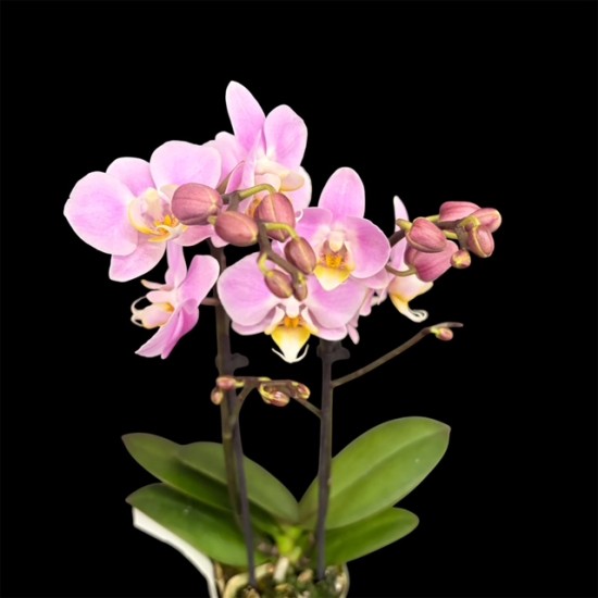Phalaenopsis Mini Pink