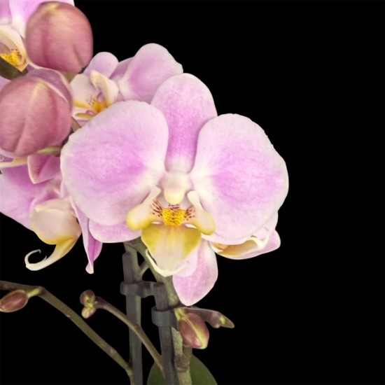 Phalaenopsis Mini Pink