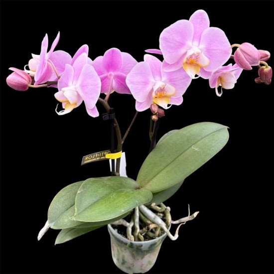 Phalaenopsis Mini Pink