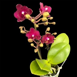 Phalaenopsis Mini Red