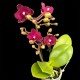 Phalaenopsis Mini Red
