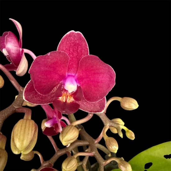 Phalaenopsis Mini Red