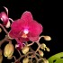Phalaenopsis Mini Red