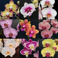 Phalaenopsis Monthly Subscription