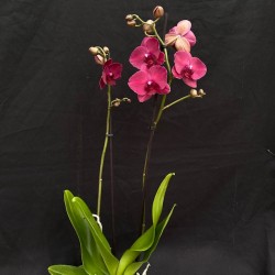 Phalaenopsis Montreux Phalaenopsis Montreux