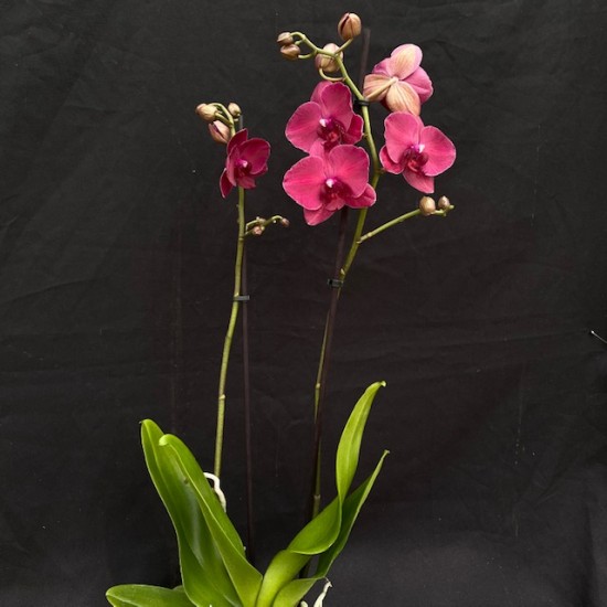 Phalaenopsis Montreux Phalaenopsis Montreux
