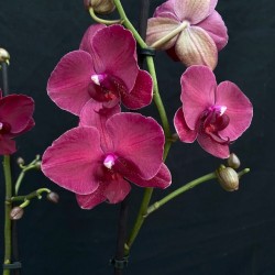 Phalaenopsis Montreux