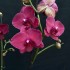Phalaenopsis Montreux