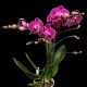 Phalaenopsis Morelia