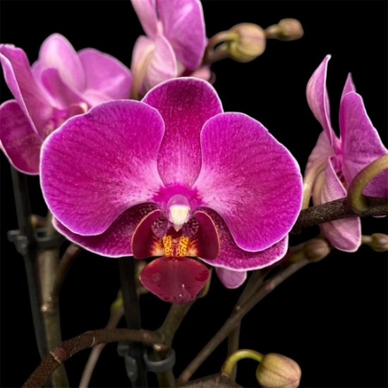 Phalaenopsis Morelia