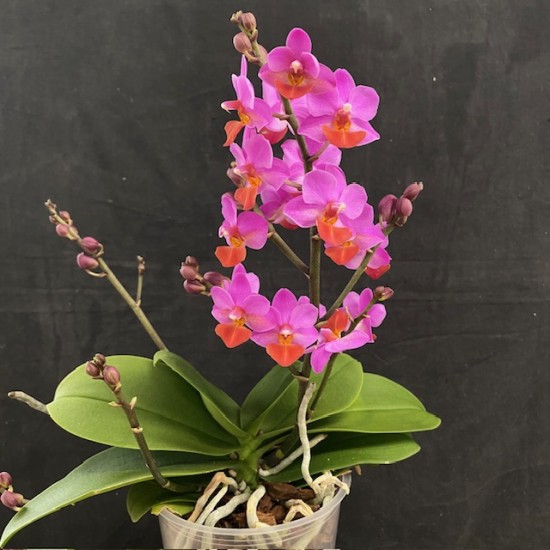 Phalaenopsis Mystery