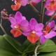 Phalaenopsis Mystery