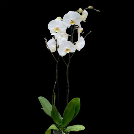 Phalaenopsis Oxford