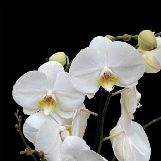Phalaenopsis Oxford