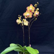 Phalaenopsis Papagayo Phalaenopsis Papagayo
