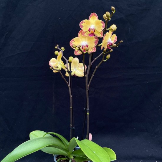 Phalaenopsis Papagayo Phalaenopsis Papagayo