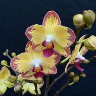 Phalaenopsis Papagayo