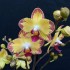 Phalaenopsis Papagayo (Reduced)