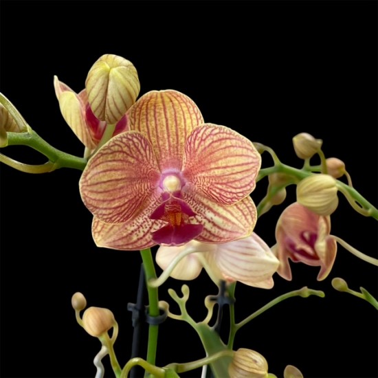 Phalaenopsis Penny Love