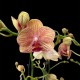 Phalaenopsis Penny Love