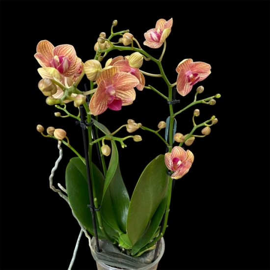 Phalaenopsis Penny Love