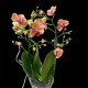 Phalaenopsis Penny Love