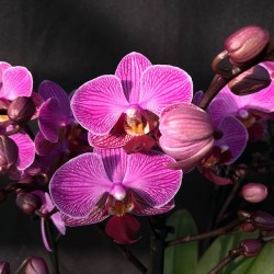 Phalaenopsis Perceval