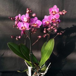 Phalaenopsis Perceval