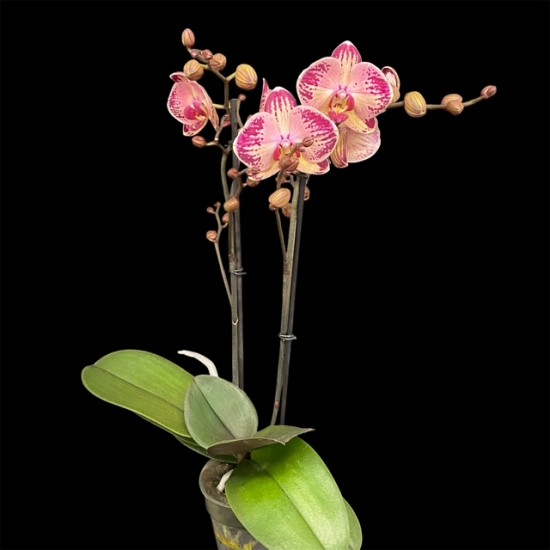 Phalaenopsis Red Gaga