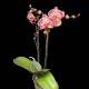 Phalaenopsis Red Gaga