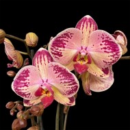 Phalaenopsis Red Gaga