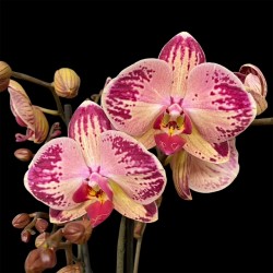 Phalaenopsis Red Gaga