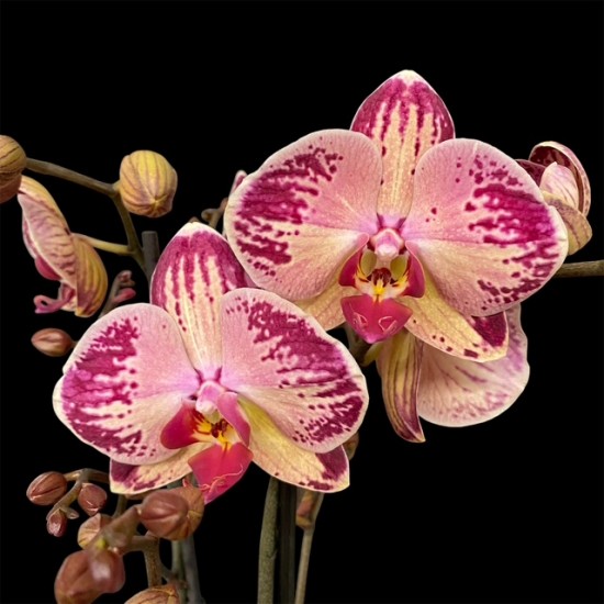 Phalaenopsis Red Gaga