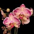 Phalaenopsis Red Gaga