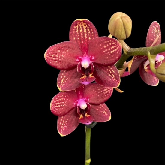 Phalaenopsis Red Lion