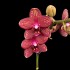 Phalaenopsis Red Lion