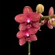 Phalaenopsis Red Lion