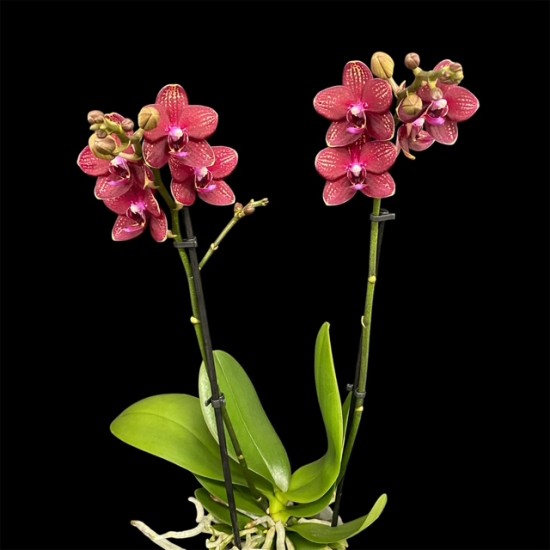 Phalaenopsis Red Lion