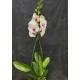 Phalaenopsis Red Lips