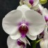 Phalaenopsis Red Lips