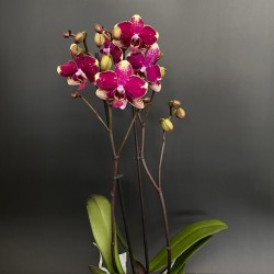 Phalaenopsis Rombley