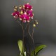 Phalaenopsis Rombley Phalaenopsis Rombley