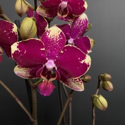 Phalaenopsis Rombley