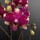 Phalaenopsis Rombley Phalaenopsis Rombley