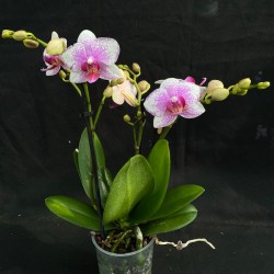 Phalaenopsis Rotterdam