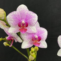 Phalaenopsis Rotterdam